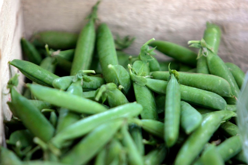 April produce - Fresh pea pods in a compostable box