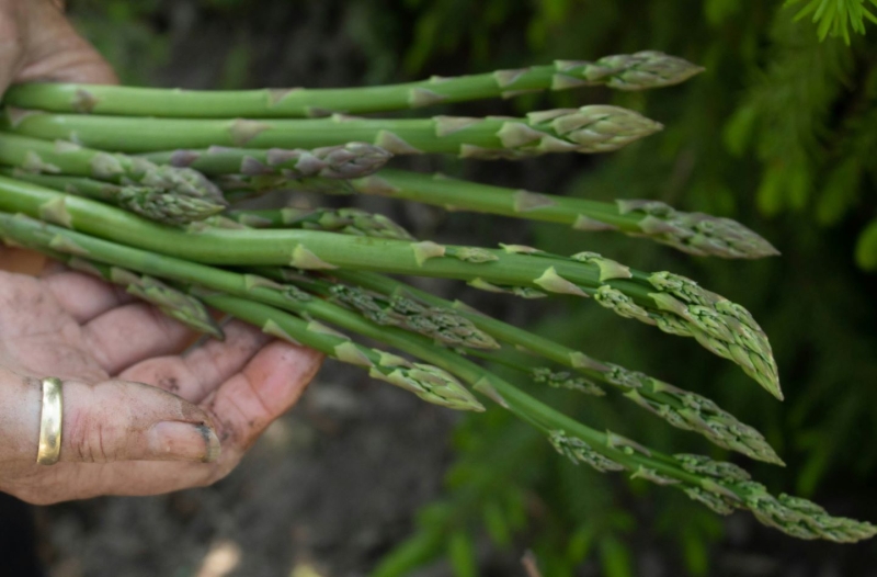 April produce - Close-up of hands holding just harvested asparagus spears