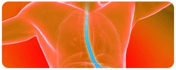 colorful diagram of the esophagus