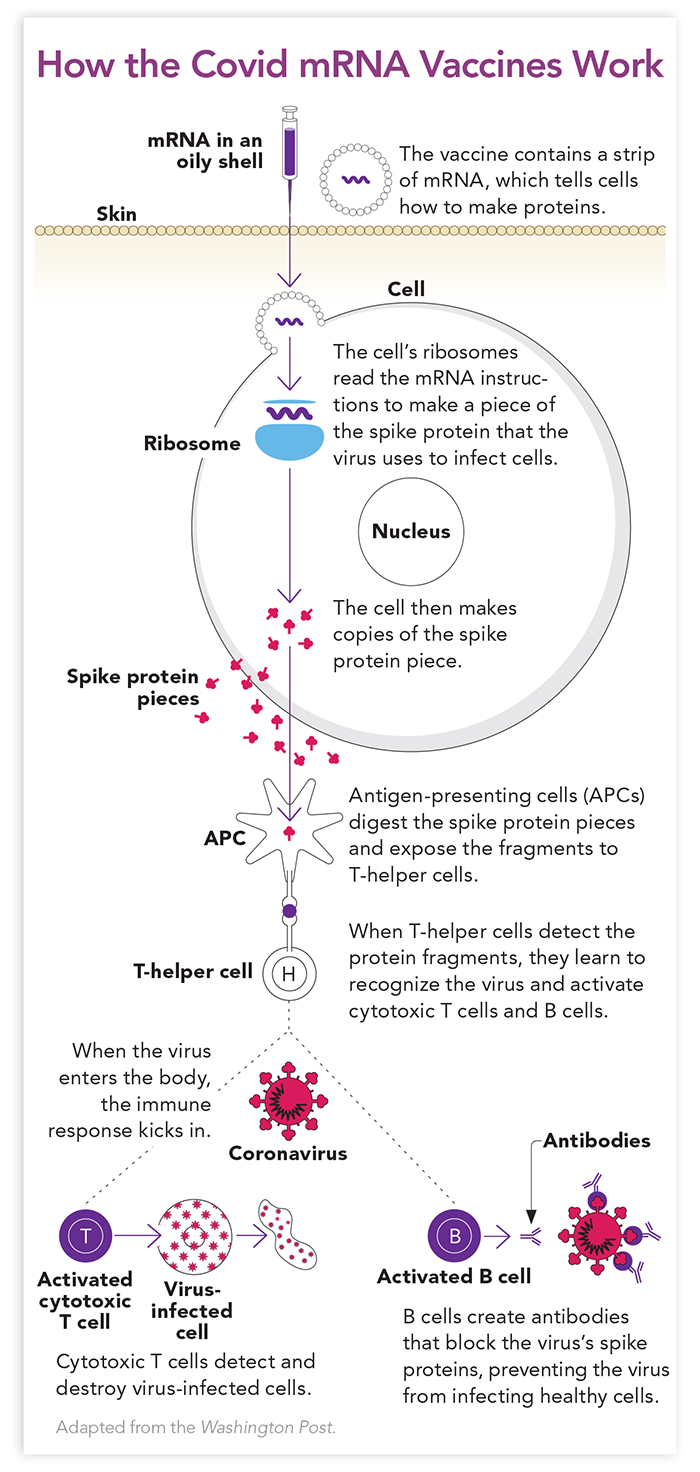 diagram illustrating how the covid vaccine works