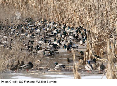 A photo of ducks in a marsh