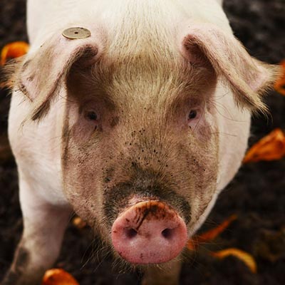 Stop testing swine for E. coli and Salmonella? Not if we can help it.
