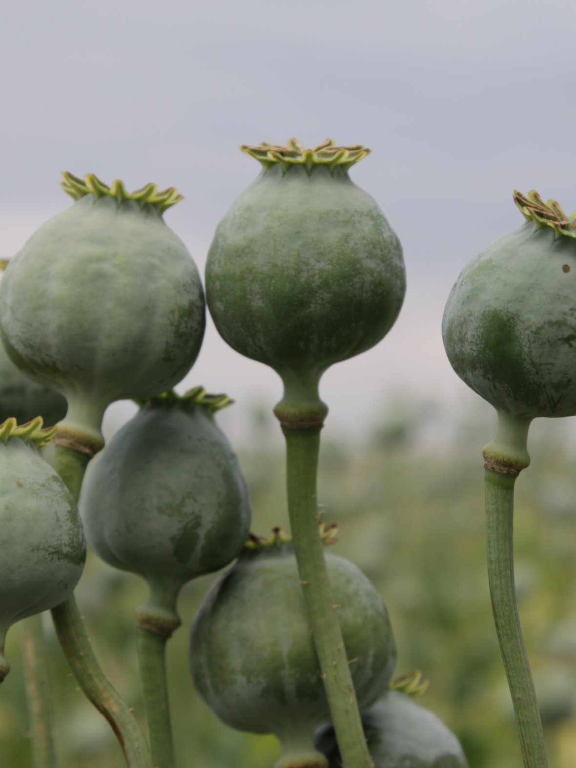 Tell the FDA to Keep Poppy Seeds Free of Dangerous Opiate Contamination