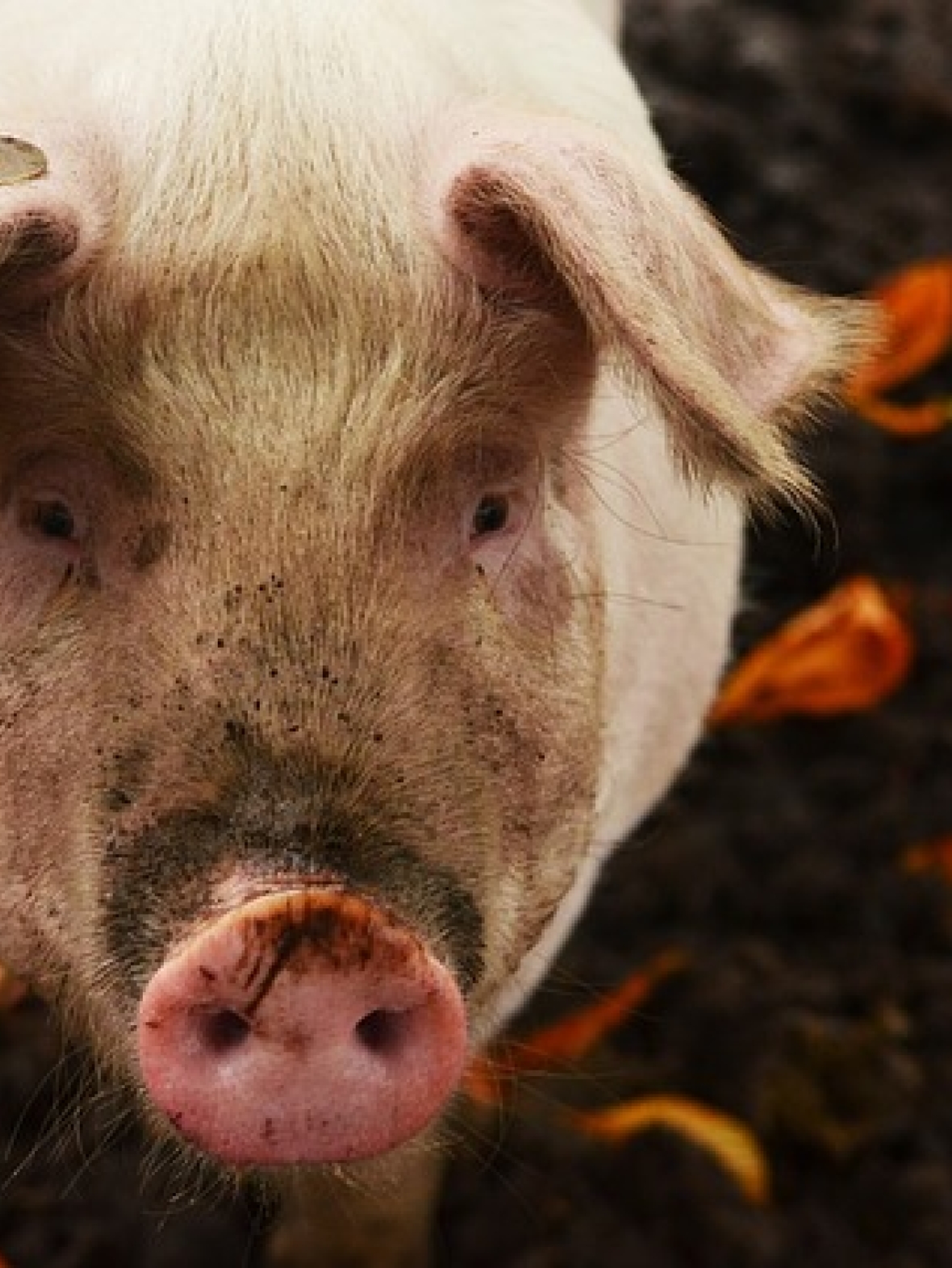 Tell Congress: Stop Pork Deregulation!