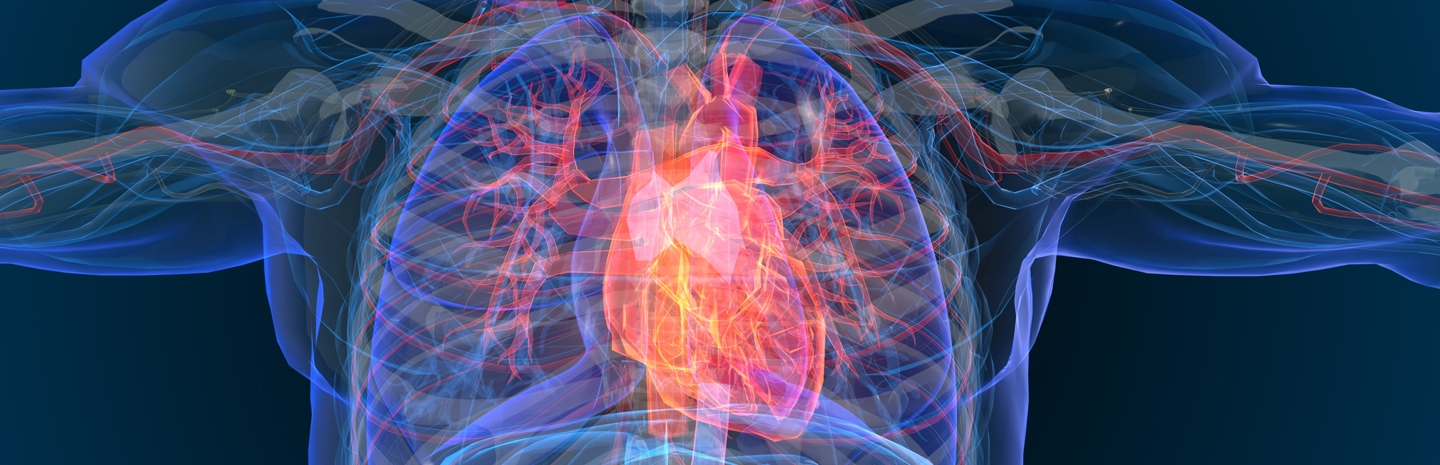 stylized image of a human heart