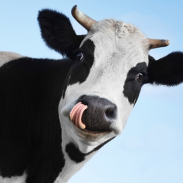 cow licking lips