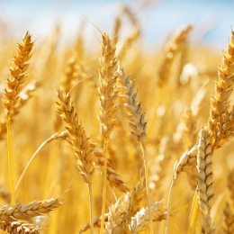 a wheat field