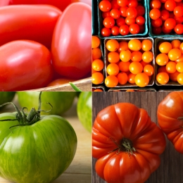 4 photos of 4 kinds of tomatoes