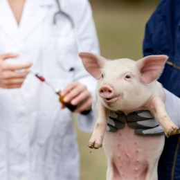 FDA’s New Report on Antibiotics in Farm Animals Adds Urgency to Fight for Responsible Antibiotics Use