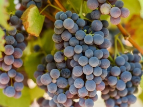 Thomcord grapes on the vine