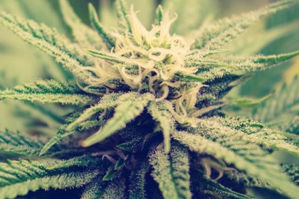 a cannabis plant