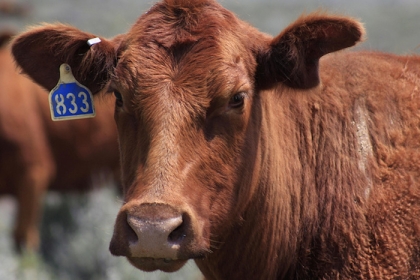 Brown cow with ear tag