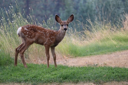 A fawn looking at the camera