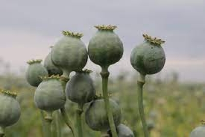 Letter Requesting Update on Petition on Opiate Contamination in Poppy Seeds image