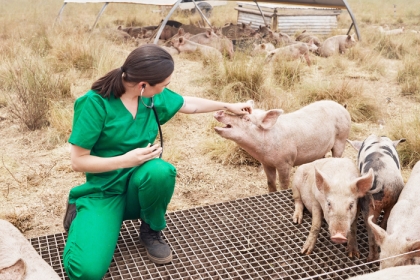 A veterinarian with pigs