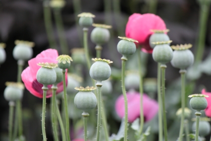 Poppy seed pods and flowers