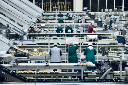 Workers in an apple processing plant