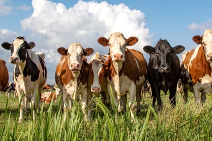 Group of cows stand upright on the edge of a meadow in a pasture, a panoramic wide view
