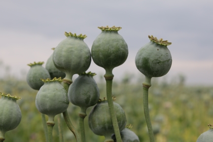 Tell the FDA to Keep Poppy Seeds Free of Dangerous Opiate Contamination