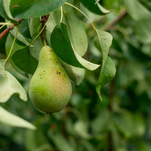 Pear hanging from a tree