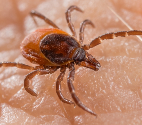 close up of a tick on human skin