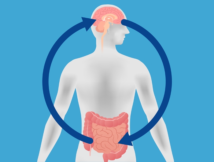 illustration of a human brain and gut