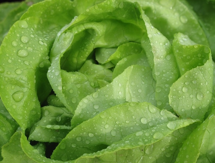 lettuce head with water droplets