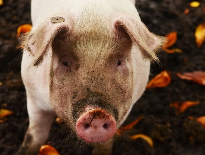 Pig facing camera, standing in mud