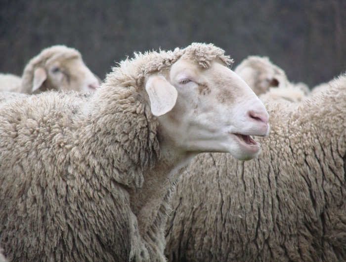 An Ewe (female sheep) Baa-ing
