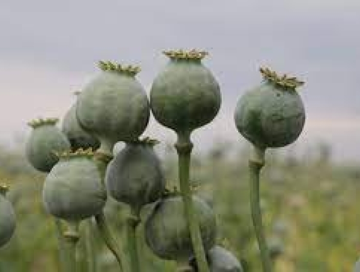 Letter Requesting Update on Petition on Opiate Contamination in Poppy Seeds image