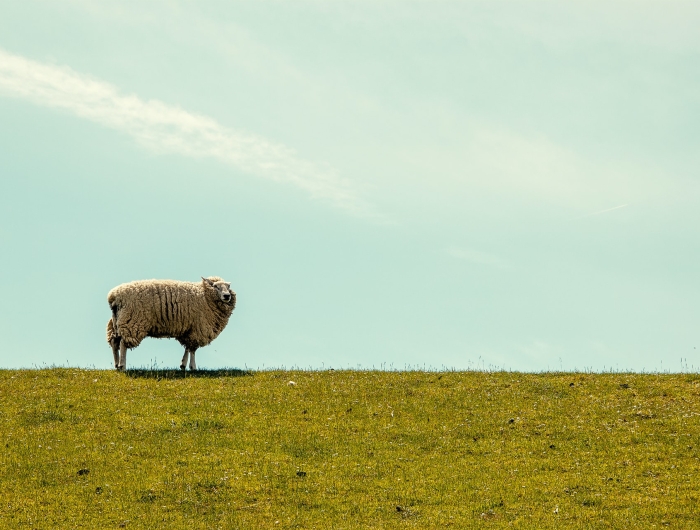 A sheep in a field of grass