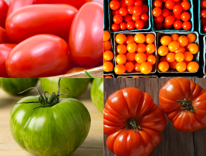 4 photos of 4 kinds of tomatoes