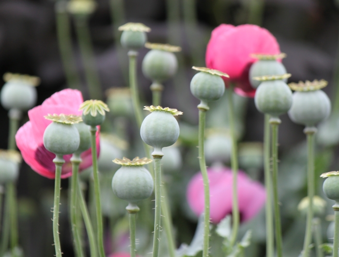 Poppy seed pods and flowers