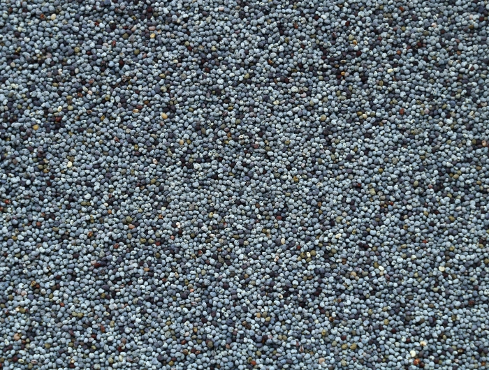 A closeup of poppy seeds in which you can see their peppercorn-like texture