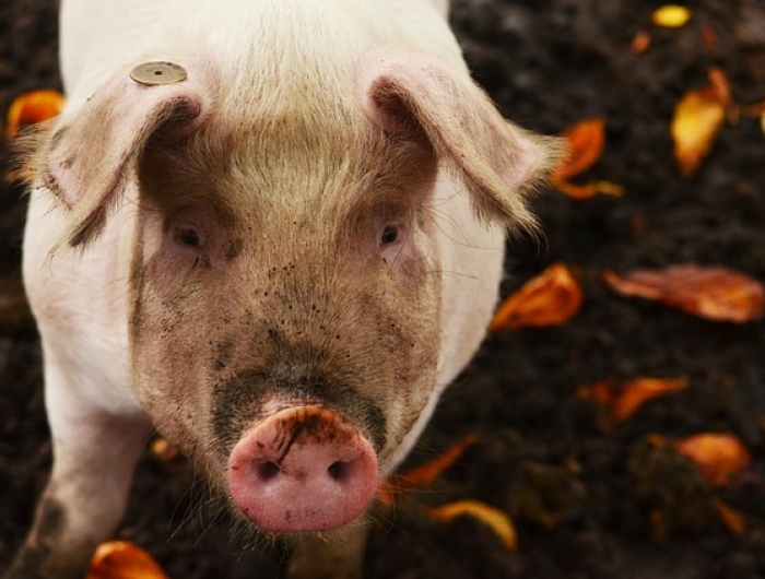 Tell Congress: Stop Pork Deregulation!