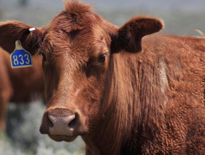 U.S. “Roundtable” for Sustainable Beef has No Seat for Consumer Groups
