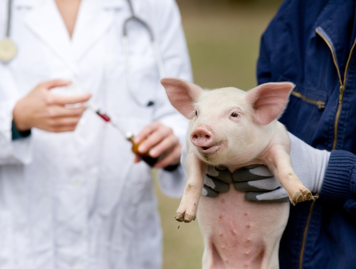 FDA’s New Report on Antibiotics in Farm Animals Adds Urgency to Fight for Responsible Antibiotics Use