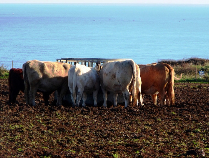 CSPI Letter to the U.S. Roundtable for Sustainable Beef