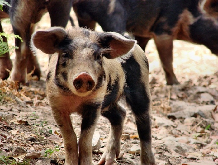 CSPI Comments to USDA re: Modernization of Swine Slaughter Inspection