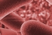microscopic image of bacteria