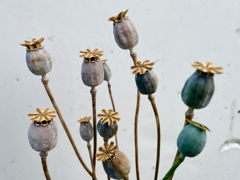 Dried poppy pods