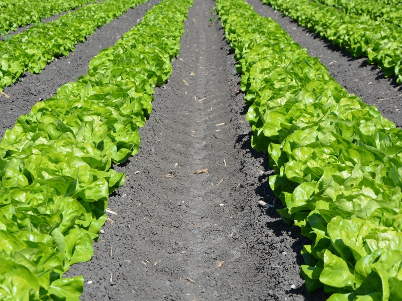 Yuma Lettuce Outbreak Investigation Highlights Urgent Need to Fully Implement Food Safety Modernization Act