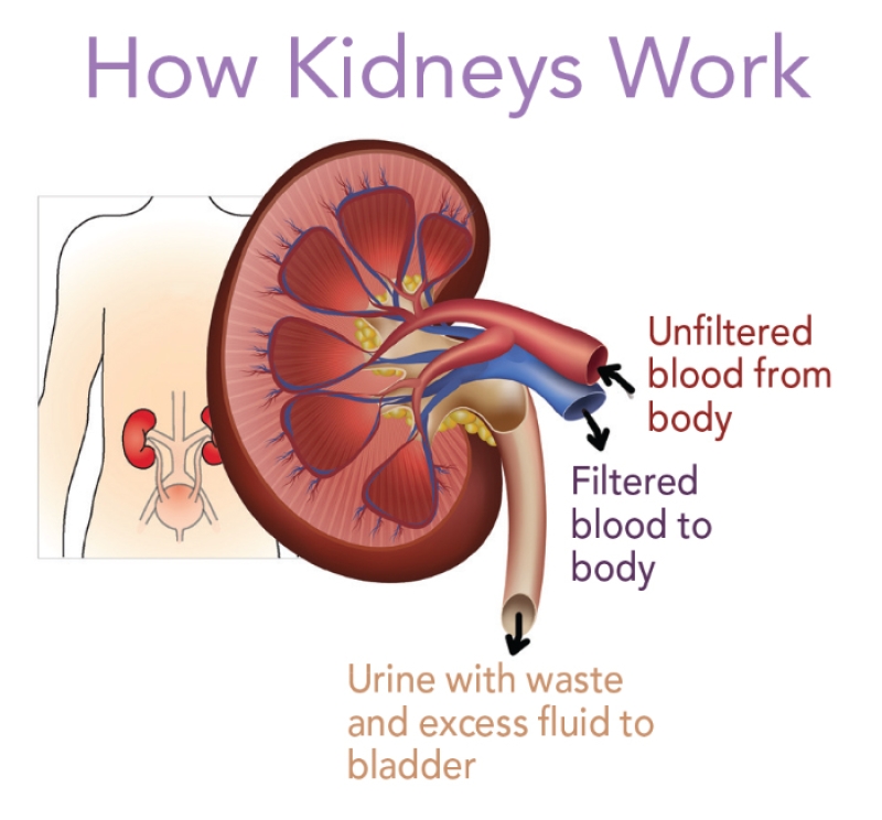 diagram of how kidneys work