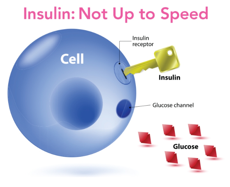 insulin diagram
