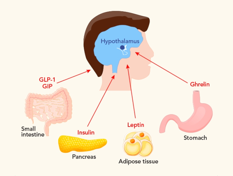 an overview of appetite-regulating hormones