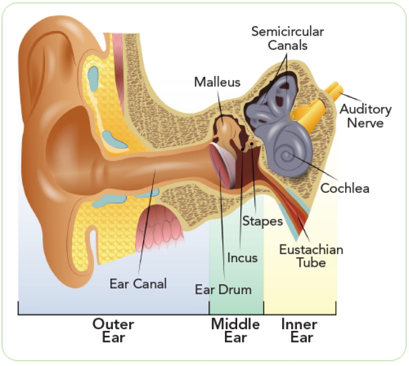 labeled diagram of inner, middle and outer ear