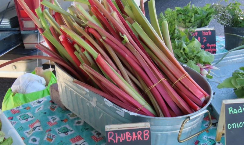 April produce - Fresh rhubarb for sale at farmers market