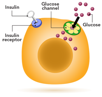 insulin and glucose cell diagram