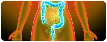 colorful diagram of the colon